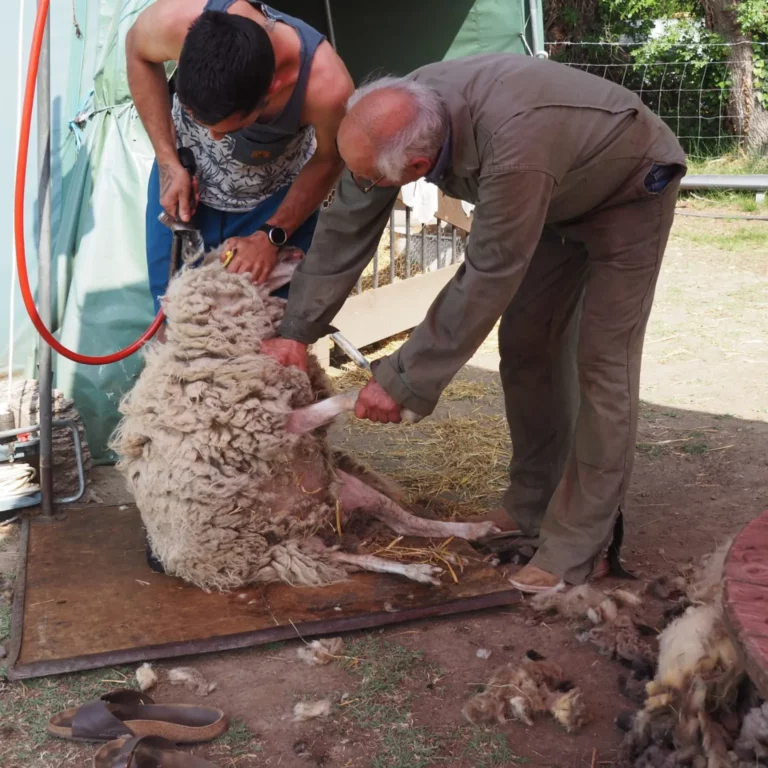 IMG 20230629 135751 756 768x768