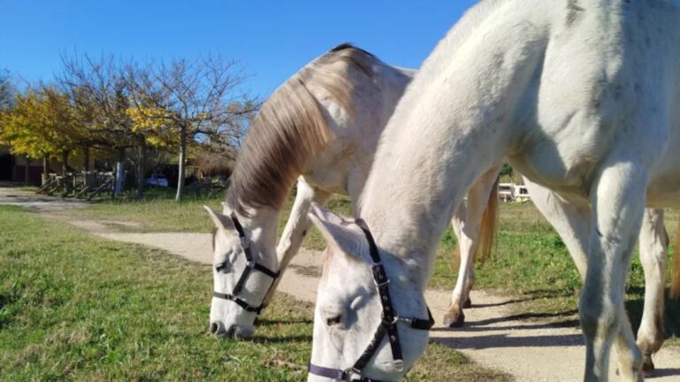 cagnotte equitherapie 768x432