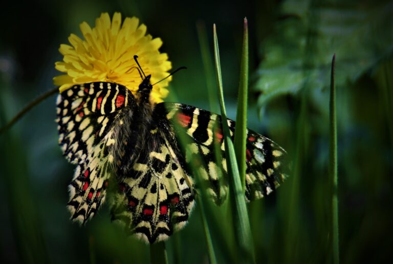 logo pofauneflore 1 768x516