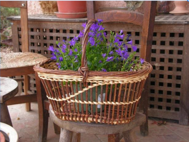 Capture decran 2026 01 28 132446 768x578